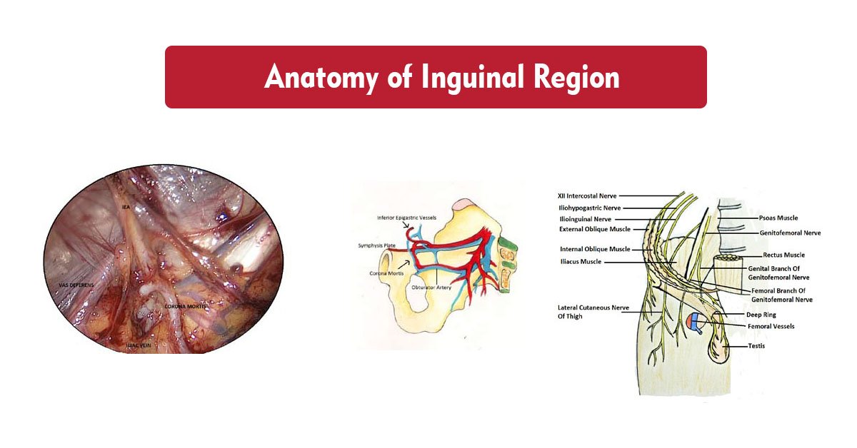 Inguinal Nerve Anatomy