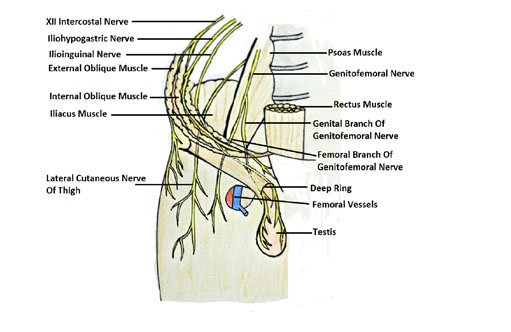 Inguinal Nerve Anatomy